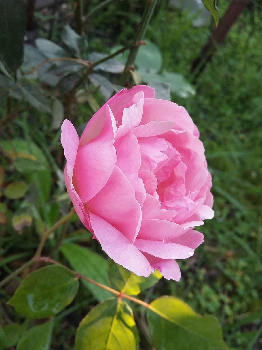 rosa, pink, spring, roses, nature, flowers, garden, color, pink petals HD wallpaper