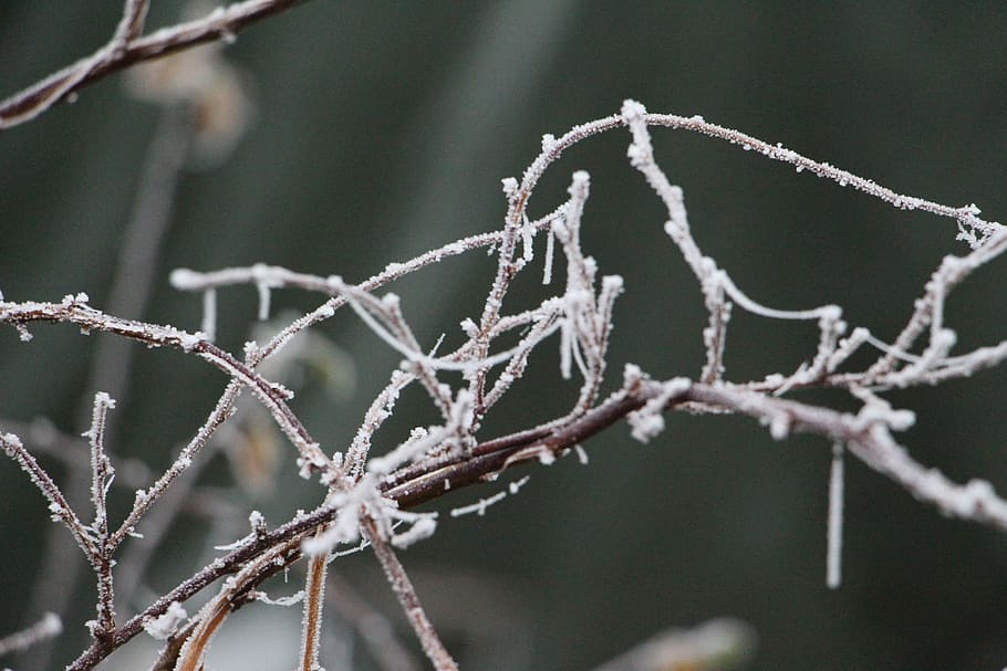 nature, plant, winter, cold temperature, no people, focus on foreground HD wallpaper