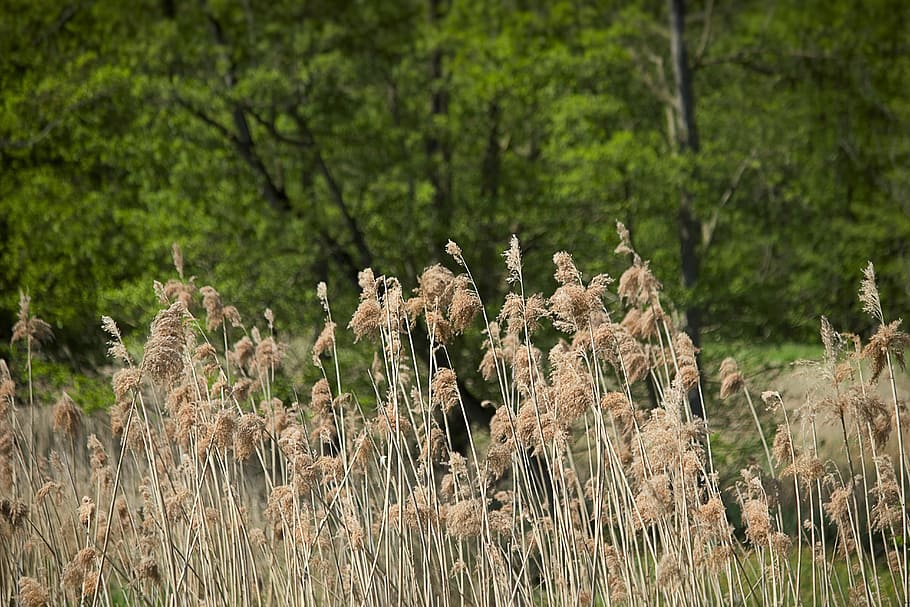 spring, sedge, grass, spike, grasses, nature, blades of grass HD wallpaper