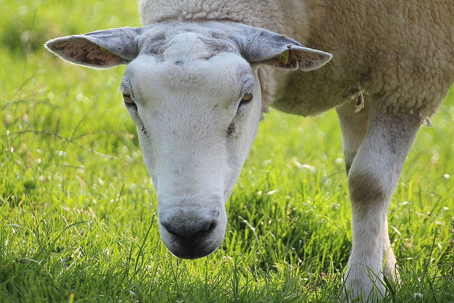 Sheep, Cute, cheerful, happy, domestic sheep, animals, mammal HD wallpaper