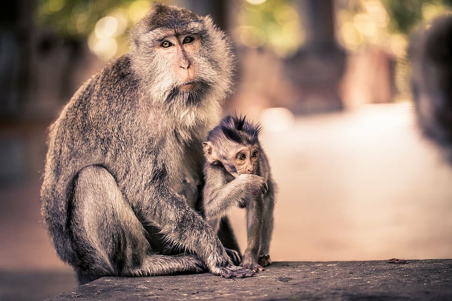 family of two primate on flat surface, ape, ubud, bali, monkey nut HD wallpaper
