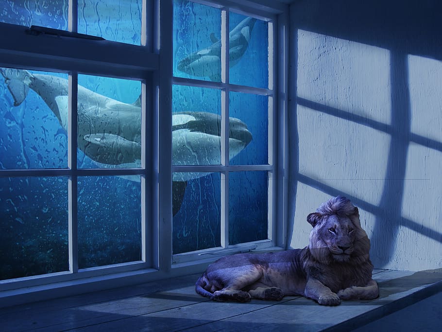 window, indoors, reflection, house, cat, animal themes, mammal HD wallpaper