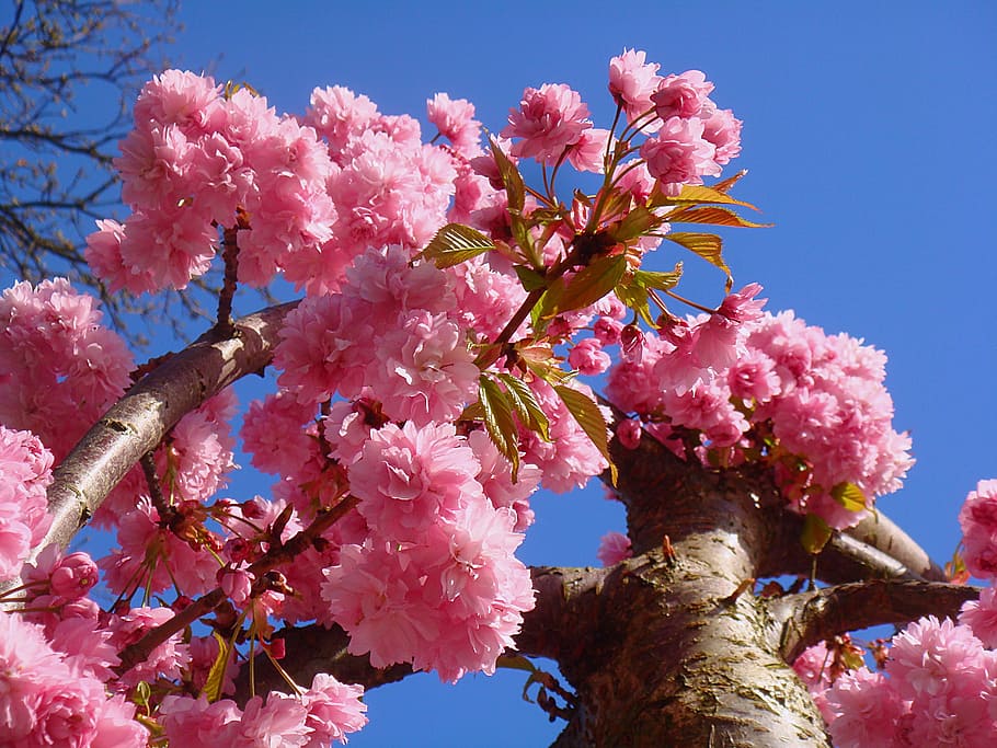 Spring, Prunus, Blossom, Bloom, Pink, branch, blue sky, hang HD wallpaper