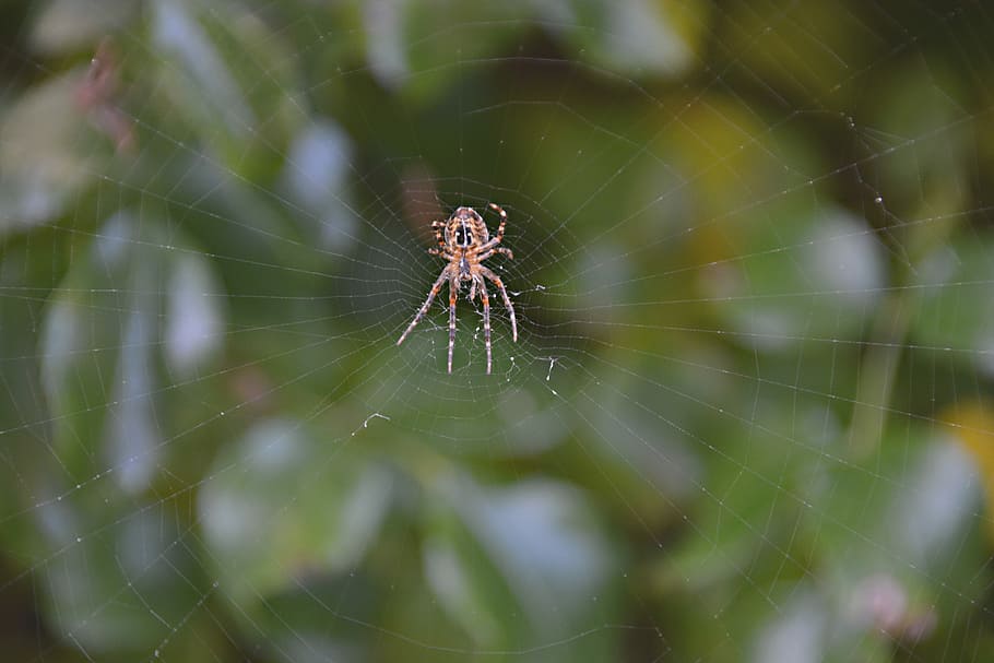 Spider, Canvas, Nature, Insect, one animal, animal themes, animals in the wild HD wallpaper