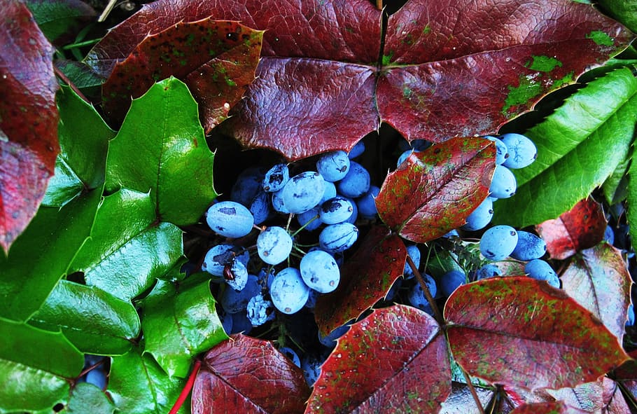 the oregon-grape berries, evergreen bush, mahogany, blue, berberitzengewächs, HD wallpaper
