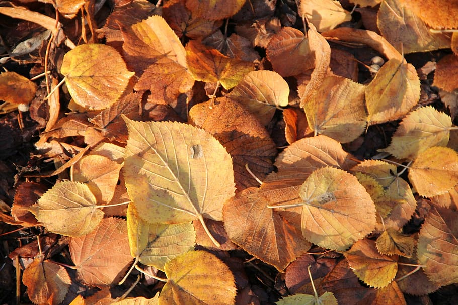 autumn, leaves, leaf, nature, season, yellow, backgrounds, orange Color HD wallpaper