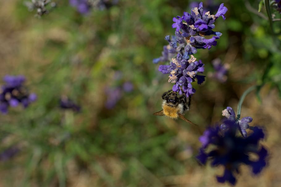 hummel, lavender, violet, insect, blossom, bloom, pollination HD wallpaper