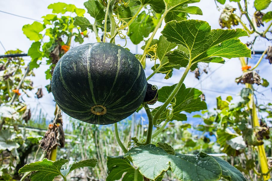 pumpkin, fruit, taiwan, leaf, plant, plant part, growth, green color HD wallpaper
