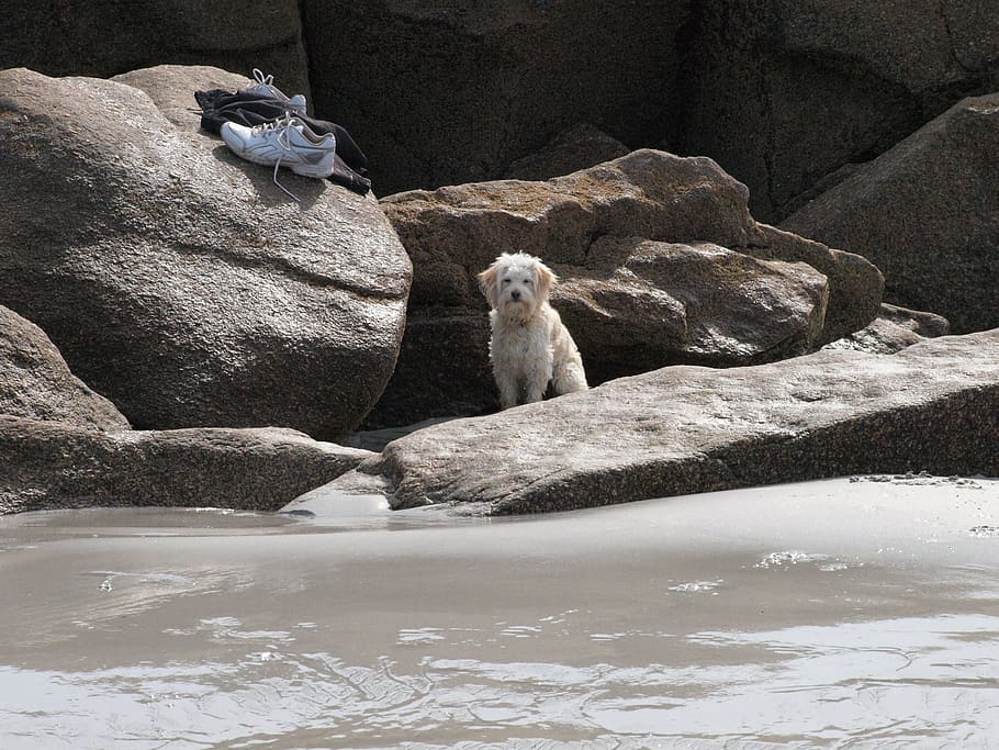 leave, lonely, wait, good, dog, master, beach, rock, obedience HD wallpaper
