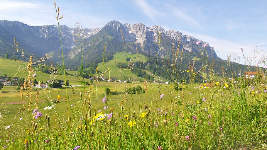 mountain meadow, spring, flowers, alpine, mountains, summer meadow HD wallpaper