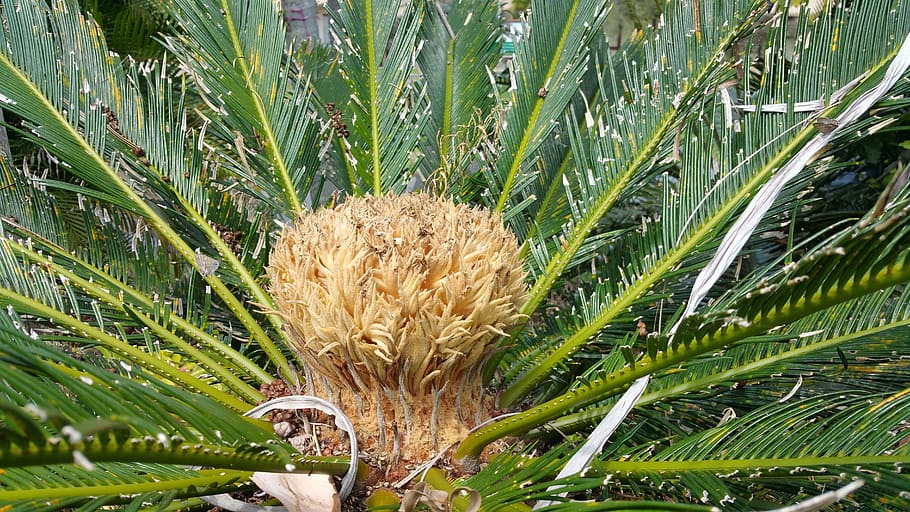 tree, palm, nature, flora, leaf, growth, plant, green color HD wallpaper