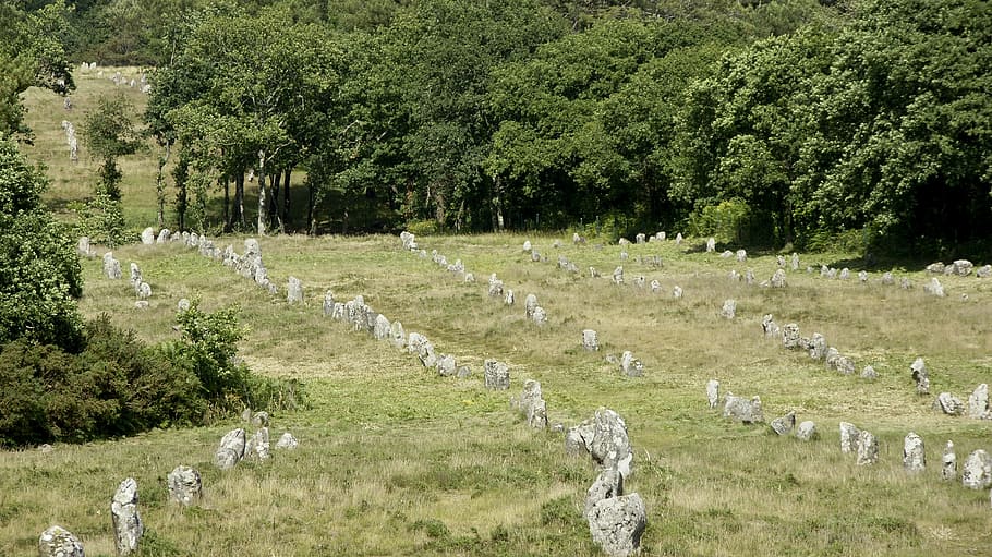 carnac, alignments, brittany, plant, tree, green color, day HD wallpaper