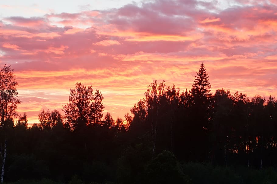 summer evening, sunset, himmel, tree, sky, cloud - sky, plant HD wallpaper