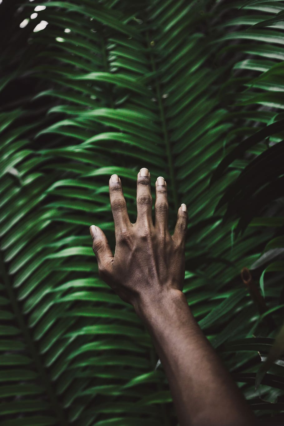 person's right hand, right human hand near green leaves selective focus photography HD wallpaper