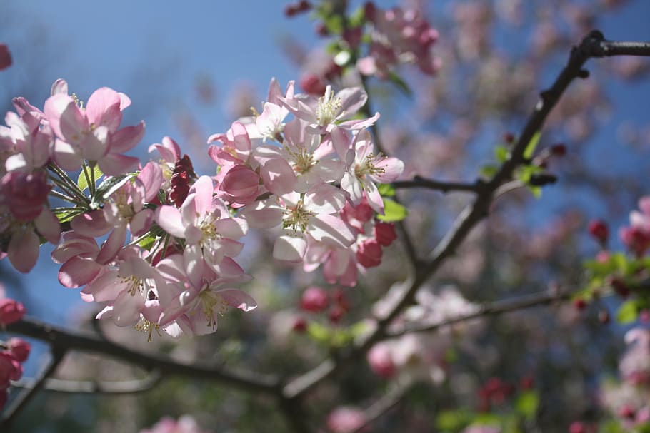 flowers, tree, bush, spring, nature, blossom, blooming, plant HD wallpaper