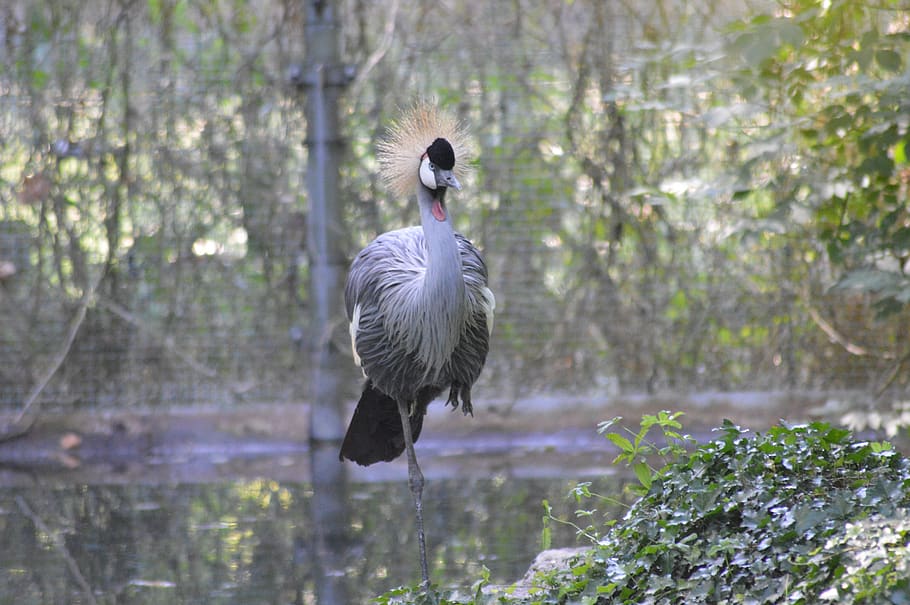 wader, crane, bird, egret, animals in the wild, animal wildlife HD wallpaper