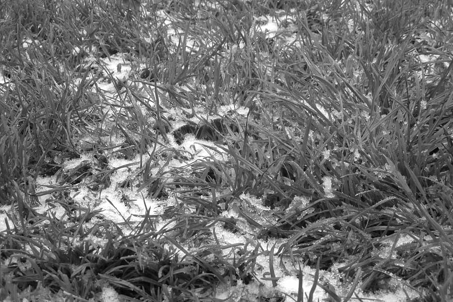 grass, frost, winter, plant, growth, nature, full frame, land HD wallpaper