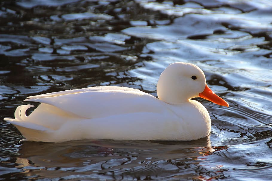 Duck, White, Water, Water, Bird, Water Bird, swim, back light HD wallpaper