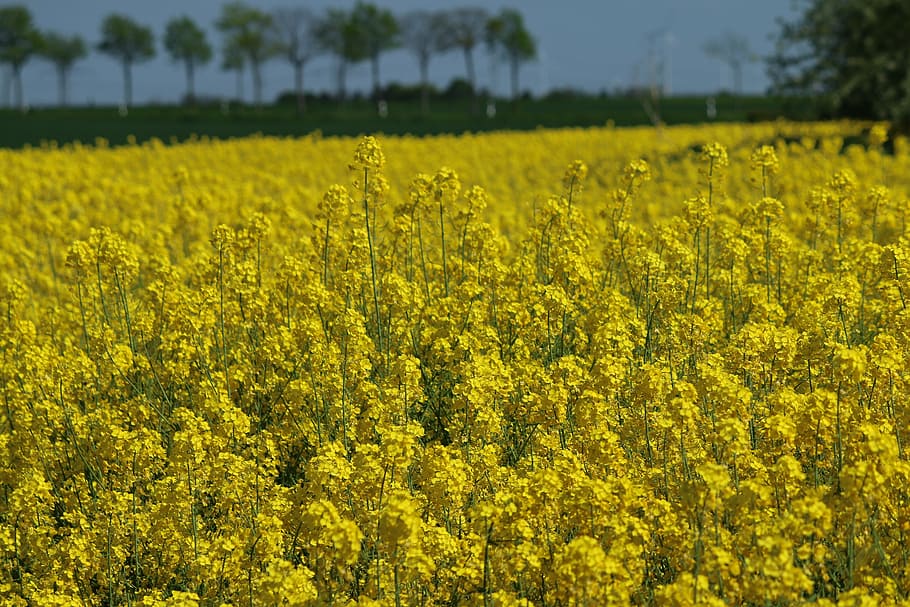 oilseed rape, field, landscape, yellow, plant, growth, agriculture HD wallpaper