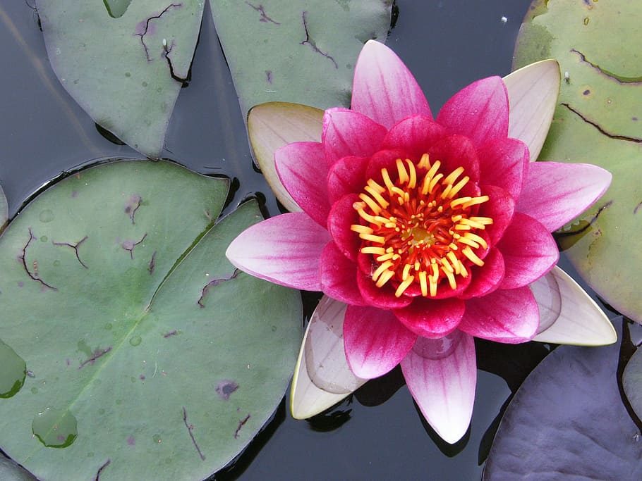 pink petaled flower on body of water surrounded by green leaves