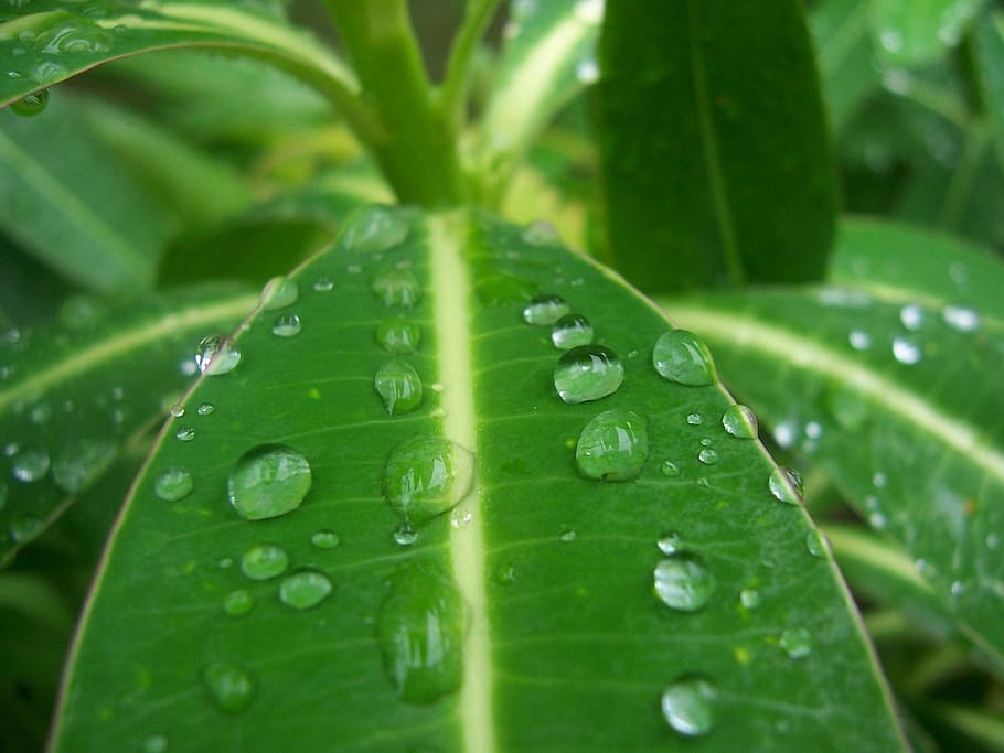 Raindrops, Leaf, Foliage, green color, water, freshness, nature HD wallpaper