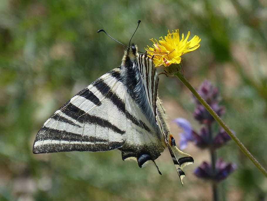 machaon, butterfly queen, libar, pollen, dandelion, papilio machaon HD wallpaper