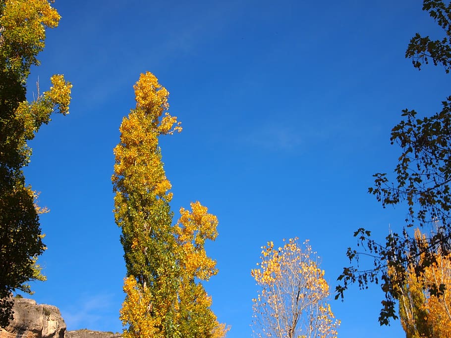 sky, and, trees, landscape, nature, landscapes, autumn, autumn forest HD wallpaper