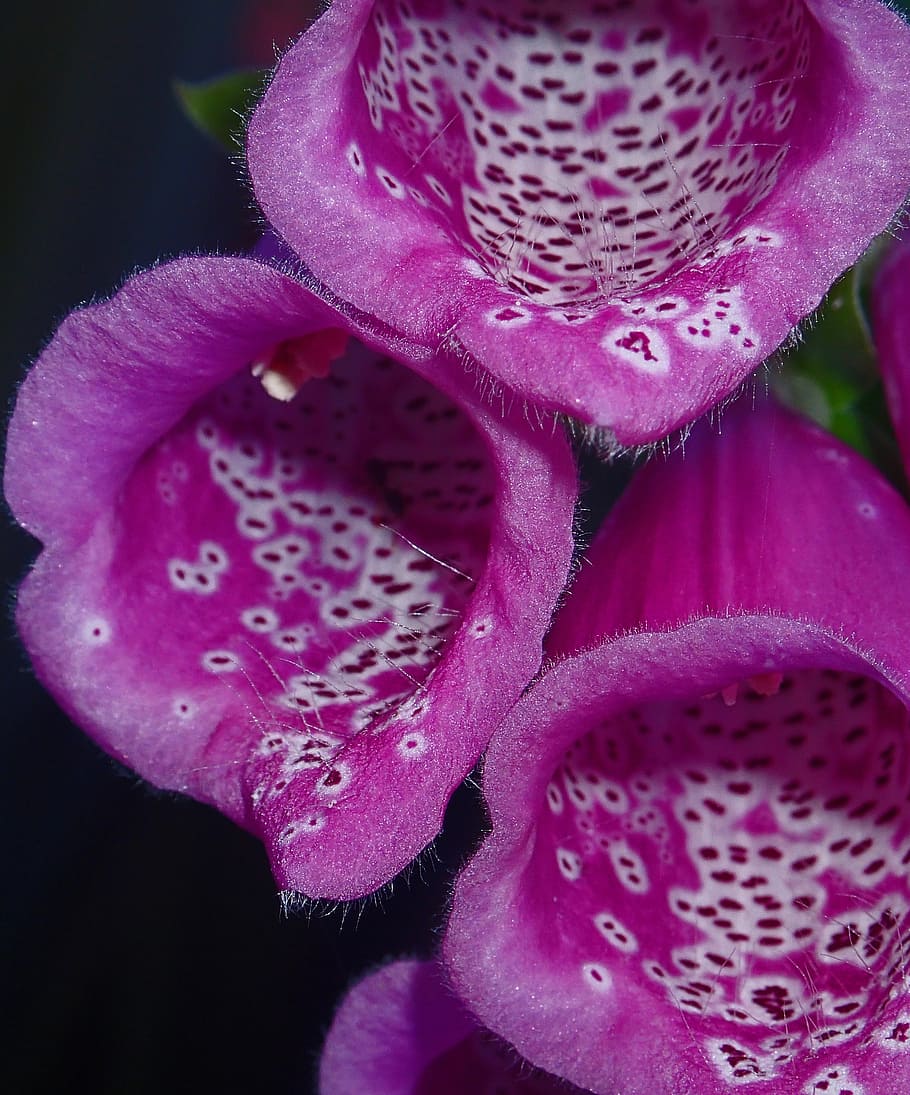 foxglove, purple, flower, color, colorful, nature, petal, close-up, HD wallpaper