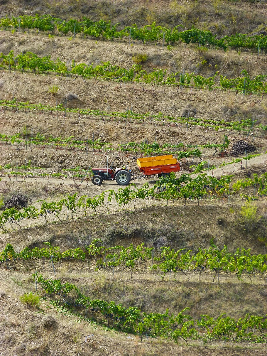 vineyards, priorat, tractor, viticulture, terraces, fields, HD wallpaper