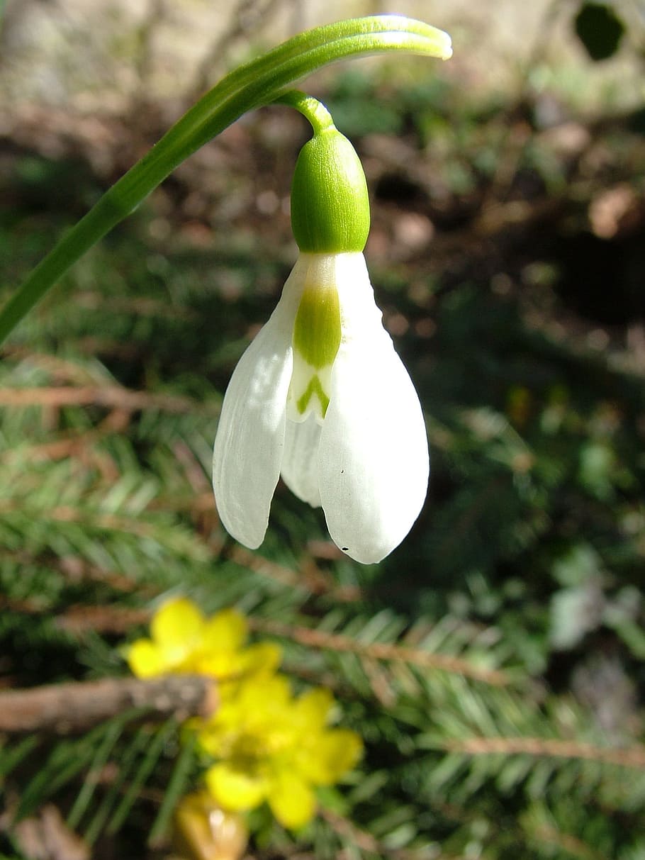 Snowdrop, Spring, Flower, Close, Blossom, snowdrop spring, bloom HD wallpaper