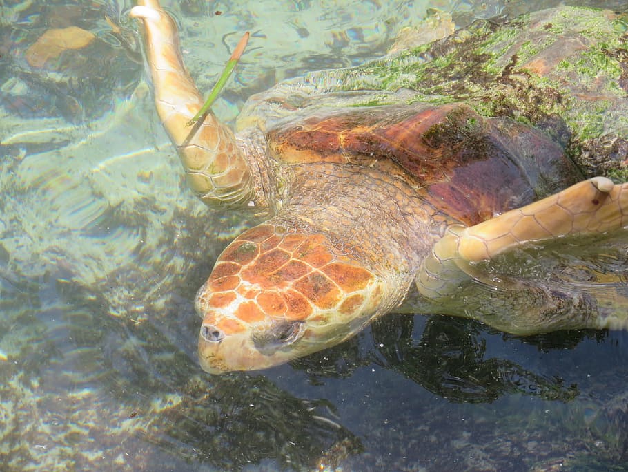 sea turtle, fl, usa, water, animal wildlife, animal themes HD wallpaper