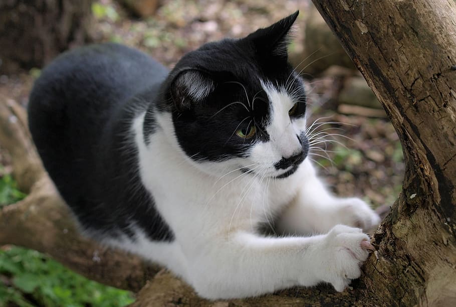 cat, animal, scratching, animal themes, mammal, one animal HD wallpaper