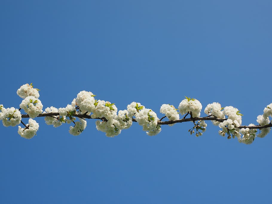 cherry blossom, white, spring, bloom, white blossom, tree, blossom branches HD wallpaper