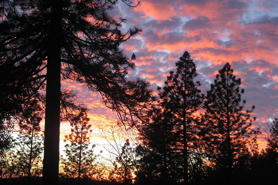 sunset, trees, clouds, sky, plant, beauty in nature, tranquil scene HD wallpaper