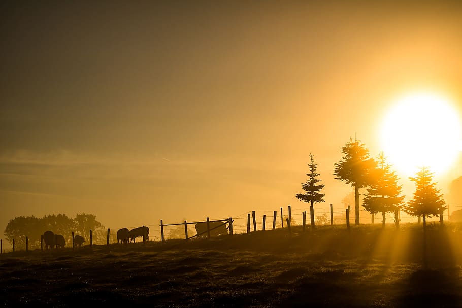 cattle and trees under the ray of sun, sunrise, morning light, HD wallpaper