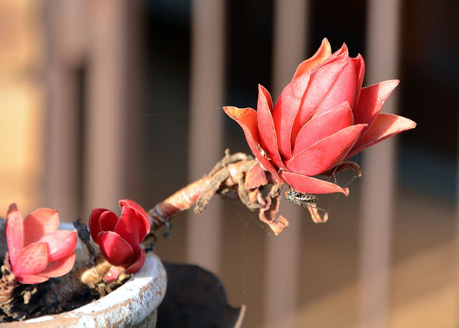 pot flower, petals, orange, flowering plant, beauty in nature HD wallpaper
