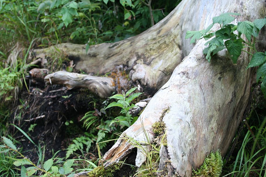 nature, tree, log, wood, tribe, tree root, plant, mammal, animal themes HD wallpaper