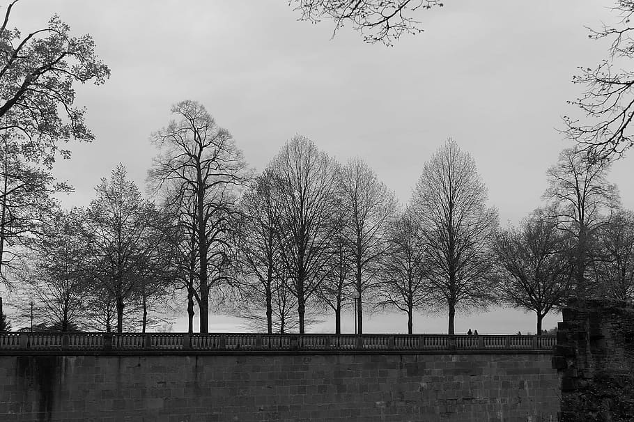 heidelberg, castle, wall, tree, wood, nature, plant, sky, architecture HD wallpaper