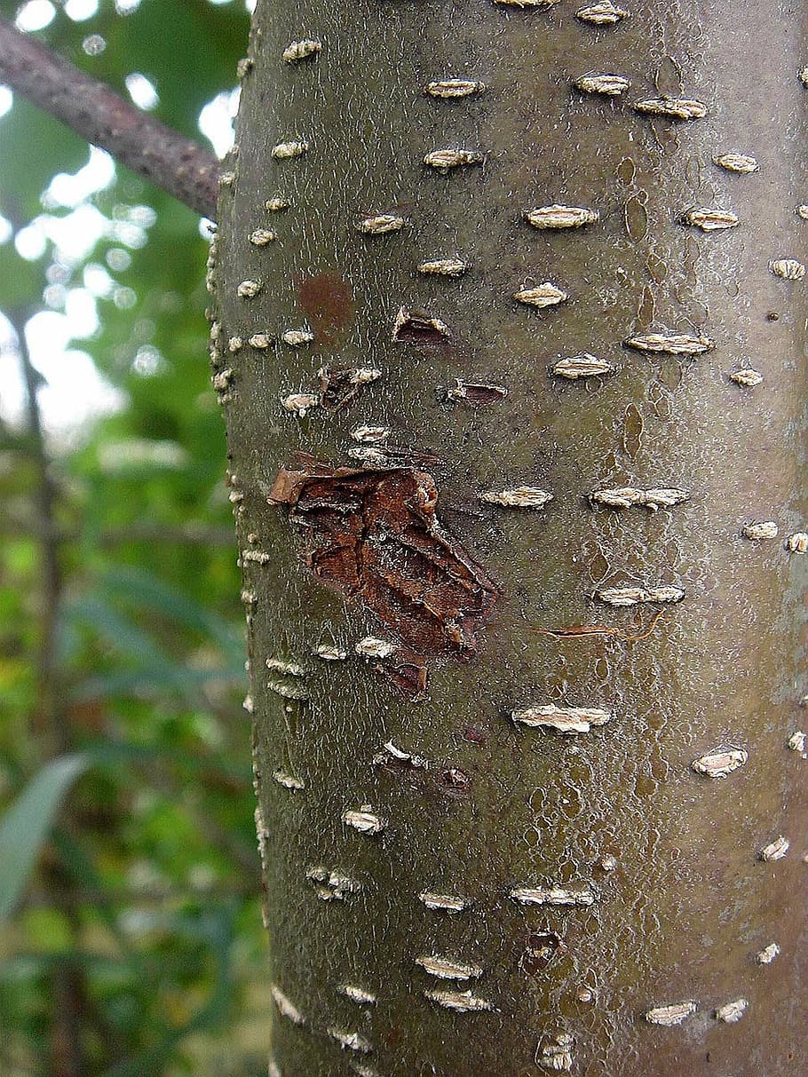 tree, strain, bark, surface, detail, area, young, nature, forest HD wallpaper