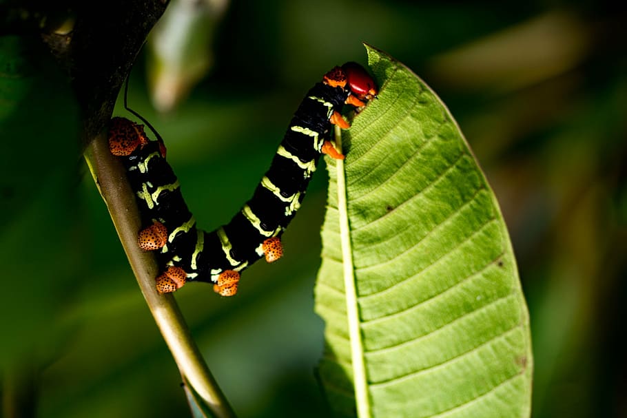 nature, caterpillar, voracious, insect, animal, wildlife, close-up HD wallpaper