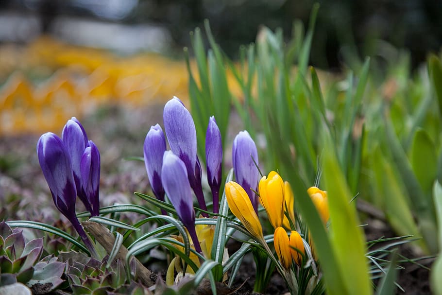flowers, crocuses, spring, greens, purple, blue, yellow, nature HD wallpaper