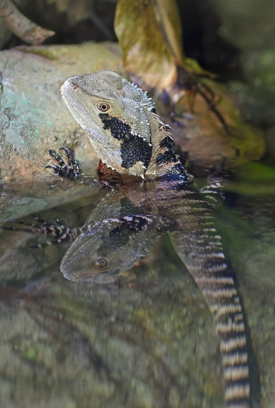 brown and grey beaded dragon on water closeup photography, grey lizard HD wallpaper