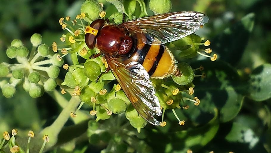 hoverfly, insect, pollination, sprinkle, nectar, nature, food intake HD wallpaper