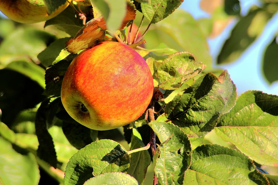 apple, tree, nature, apple tree, season, fruit, garden, green HD wallpaper