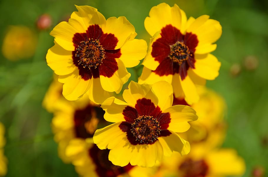 yellow, filled, double flower, meadow, pointed flower, summer HD wallpaper