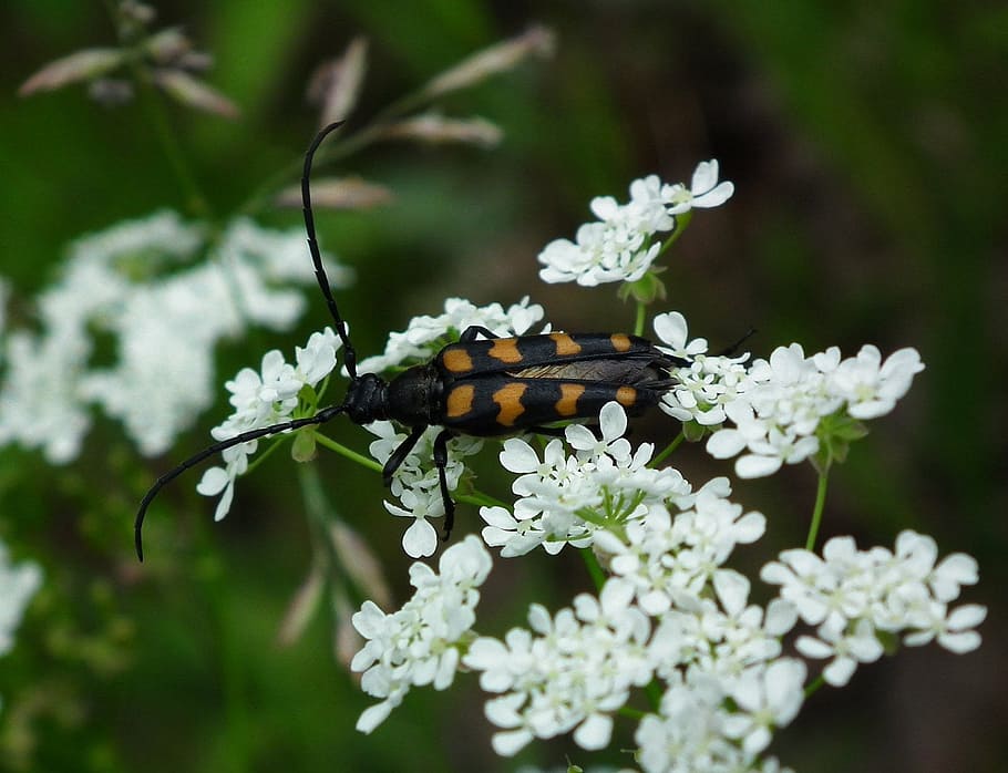 longhorn beetle, bug, insect, animal, wildlife, nature, anthriscus sylvestris HD wallpaper