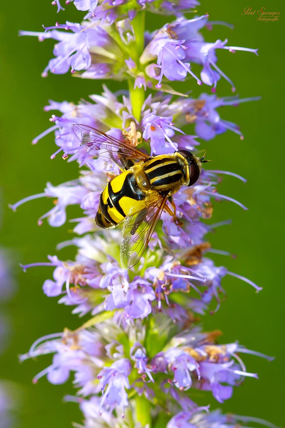 selective photography of bee on flower, macro, bug, nature HD wallpaper