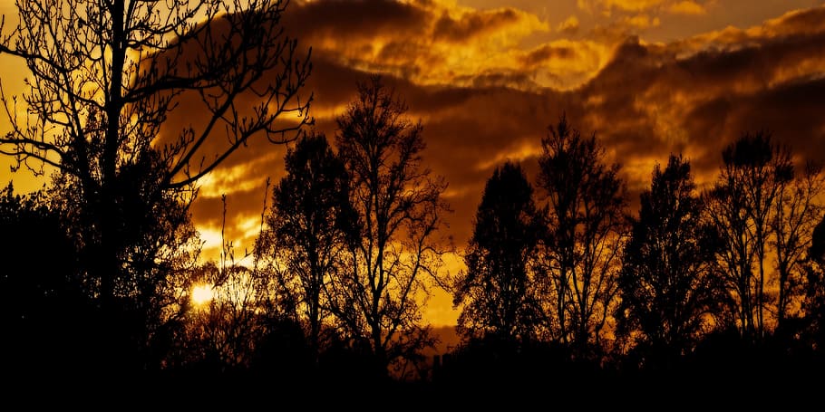 African, Sunset, Tree, Nature, trees, night, seasons, background HD wallpaper