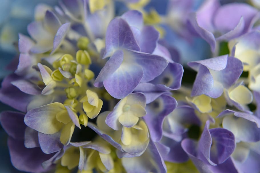 Hydrangea, Purple, Flower, Blossom, colorful, blue, petal, close-up HD wallpaper