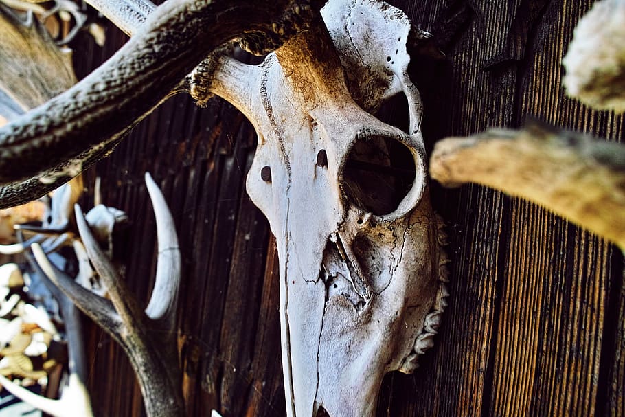 close-up photography of white animal skull decor, longhorn skull hanged on wall, HD wallpaper